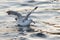 Floating seagull on the water, waving its wings