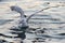 Floating seagull on the water, waving its wings