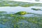 Floating seaweed at low tide of Waddensea, Netherlands