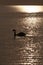 Floating swan in the glare of the setting sun