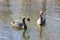 Floating Swan swans
