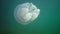 Floating in the thickness of the water in the Black Sea Rhizostoma pulmo, commonly known as the barrel jellyfish