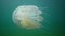 Floating in the thickness of the water in the Black Sea Rhizostoma pulmo, commonly known as the barrel jellyfish, Scyphomedusa.