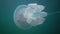 Floating in the thickness of the water in the Black Sea Rhizostoma pulmo, commonly known as the barrel jellyfish, Scyphomedusa.