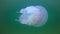 Floating in the thickness of the water Rhizostoma pulmo, commonly known as the barrel jellyfish Scyphomedusa, Black Sea