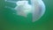 Floating in the thickness of the water Rhizostoma pulmo, commonly known as the barrel jellyfish Scyphomedusa, Black Sea
