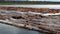 Floating Timber Logs on Calm River Water at Logging Site