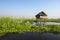 Floating vegetable plantation in Inle lake in Myanmar