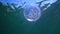 Floating in the water column Common moon jellyfish Aurelia aurita swims over algae in the Black Sea
