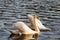 floating on the water a group of white Swan