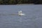 floating on the water a group of white Swan