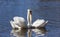 floating on the water a group of white Swan