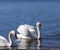 floating on the water a group of white Swan