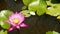 Floating water lilies in pond. From above of green leaves with pink water lily flowers floating in tranquil water