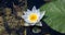 Floating water lily flower with small bugs and large green leaf aside in dark dirty swamp