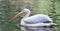 Floating White Pelican