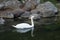 Floating white swan. Elegant graceful bird. Outdoor