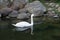 Floating white swan. Elegant graceful bird. Outdoor