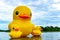 The floating yellow rubber ducks balloon float on the Nong Prachak lake