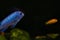 Floats along with other fish in bright light and sharp focus. Free space for text and content. Blue shiny fish in the ocean floats