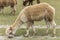 Flocculent alpaca grazing in green field, near Wanaka, New Zealand