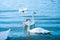 Floch of swans swimming on Danube river in Austria.