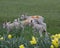 Flock of 4 young lambs with daffs