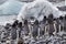 Flock of adele penguins run from sea