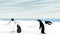 A flock of Adelie Penguin stands on the ocean shore. Birds of the South Poles