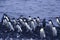 Flock of Adelie penguins