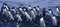 Flock of Adelie penguins