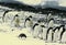 Flock of Adelie penguins