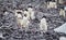 Flock of adelie penguins walk down toward water