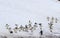 Flock of adelie penguins walking towards the beach in Brown Bluff