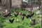 A flock of adult hens on a green lawn in the courtyard of a rural house in Ukraine