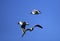 Flock of adult Laughing Gull birds in flight over the Biebrza river wetlands in Poland in early spring nesting period