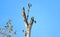 Flock of Adult Starlings