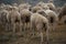 Flock of African Merino Sheep