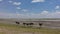 A flock of African ostriches are walking in the savannah.