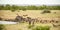 Flock of African Vultures feasting on a dead Elephant carcass