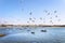 A flock of albatrosses flies over boats