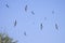 A flock of Alpine swifts, apus melba,