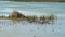 Flock of American avocet birds in Port Aransas, Texas.