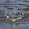 A flock of American Avocets feeds on the shore of the Great Salt Lake in Utah