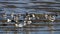 A flock of American Avocets feeds on the shore of the Great Salt Lake in Utah