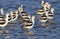 A flock of American avocets (Recurvirostra americana) in shallow water