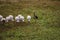 Flock of American white ibis Eudocimus albus forages for food with one juvenile