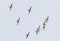 Flock of American White Ibis in flight