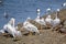 A flock of American white Pelican