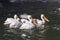 Flock of American White Pelicans